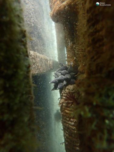 Cuttlefish eggs (inner area)