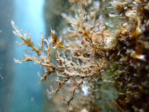 Colony of hydrozoans of the genus Eudendrium (related to jellyfish)