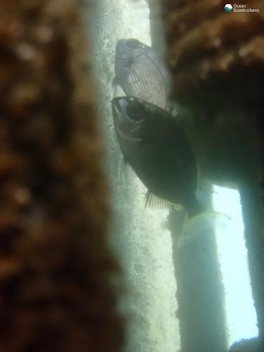 Diplodus sp fish taking refuge in the cavities of the LBU