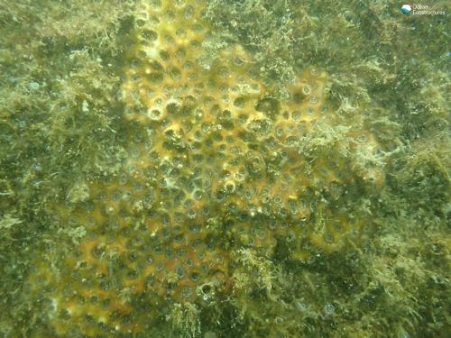 Patagonian Oculin encrusting coral on the wall of the port immediately to an LBU structure (inner entrance)